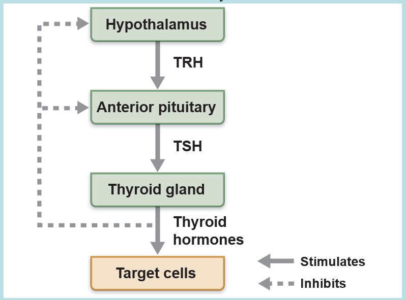 <p>thyroid-stimulating hormone (TSH) (thyrotropin)</p>