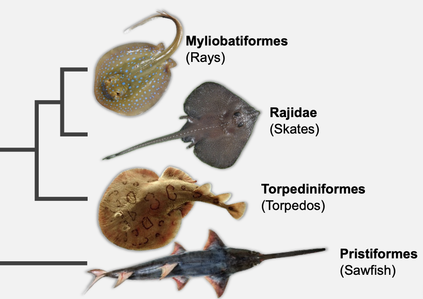 <ul><li><p class="Paragraph SCXO195267677 BCX4" style="text-align: left;"><span style="background-color: inherit; line-height: 19.55px; color: windowtext;">Flat body glides over seafloor</span><span style="line-height: 19.55px; color: windowtext;">&nbsp;</span></p></li><li><p class="Paragraph SCXO195267677 BCX4" style="text-align: left;"><span style="background-color: inherit; line-height: 19.55px; color: windowtext;">Big pectoral fins go to head</span><span style="line-height: 19.55px; color: windowtext;">&nbsp;</span></p></li><li><p class="Paragraph SCXO195267677 BCX4" style="text-align: left;"><span style="background-color: inherit; line-height: 19.55px; color: windowtext;">Gills under head</span><span style="line-height: 19.55px; color: windowtext;">&nbsp;</span></p></li><li><p class="Paragraph SCXO195267677 BCX4" style="text-align: left;"><span style="background-color: inherit; line-height: 19.55px; color: windowtext;">Spiracles on head</span><span style="line-height: 19.55px; color: windowtext;">&nbsp;</span></p><ul><li><p class="Paragraph SCXO195267677 BCX4" style="text-align: left;"><span style="background-color: inherit; line-height: 19.55px; color: windowtext;">To draw in water while resting on the seabed</span><span style="line-height: 19.55px; color: windowtext;">&nbsp;</span></p></li></ul></li><li><p class="Paragraph SCXO195267677 BCX4" style="text-align: left;"><span style="background-color: inherit; line-height: 19.55px; color: windowtext;">Blunt teeth to crush hard food</span><span style="line-height: 19.55px; color: windowtext;">&nbsp;</span></p></li><li><p class="Paragraph SCXO195267677 BCX4" style="text-align: left;"><span style="background-color: inherit; line-height: 19.55px; color: windowtext;">Evolve in mesozoic</span><span style="line-height: 19.55px; color: windowtext;">&nbsp;</span></p><ul><li><p class="Paragraph SCXO195267677 BCX4" style="text-align: left;"><span style="background-color: inherit; line-height: 19.55px; color: windowtext;">A few stingray spines known from late cretaceous</span><span style="line-height: 19.55px; color: windowtext;">&nbsp;</span></p></li></ul></li></ul><p></p>