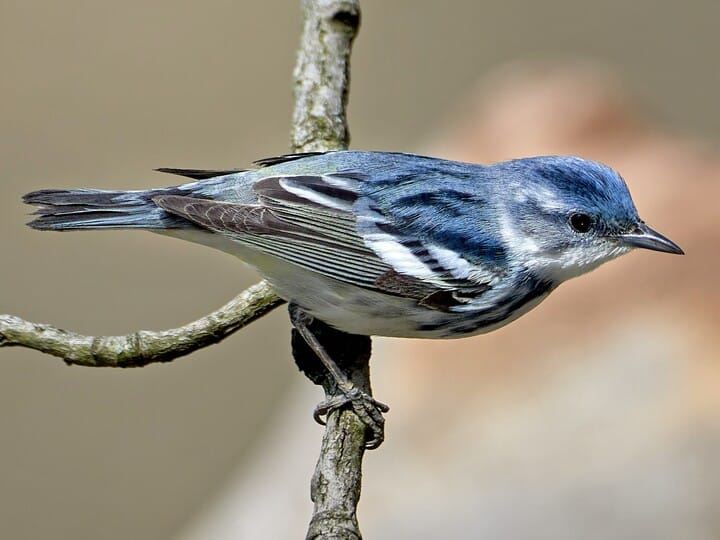 <p>cerulean warbler </p><p>blue back, white belly <br>2 white wing bars <br>no yellow </p>