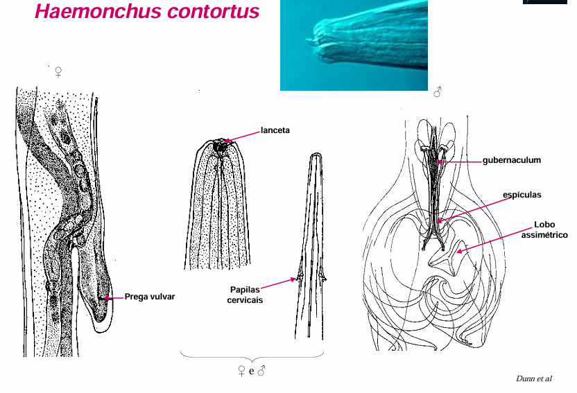 <p><span style="color: rgb(20, 201, 53);"><em>Haemonchus contortus</em></span></p><ul><li><p>regiões tropicais e sub-tropicais</p></li><li><p>vermes vermelho vivo, 2,3 cm, mucosa do abomaso, não migradores</p></li><li><p>presença de <strong>lanceta </strong>na boca com a qual perfuram vasos sanguíneos do hospedeiro → <strong>anemia </strong></p></li></ul><p></p>
