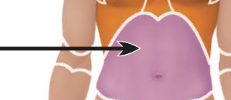 <p>the whole stomach area below the thoracic area </p>