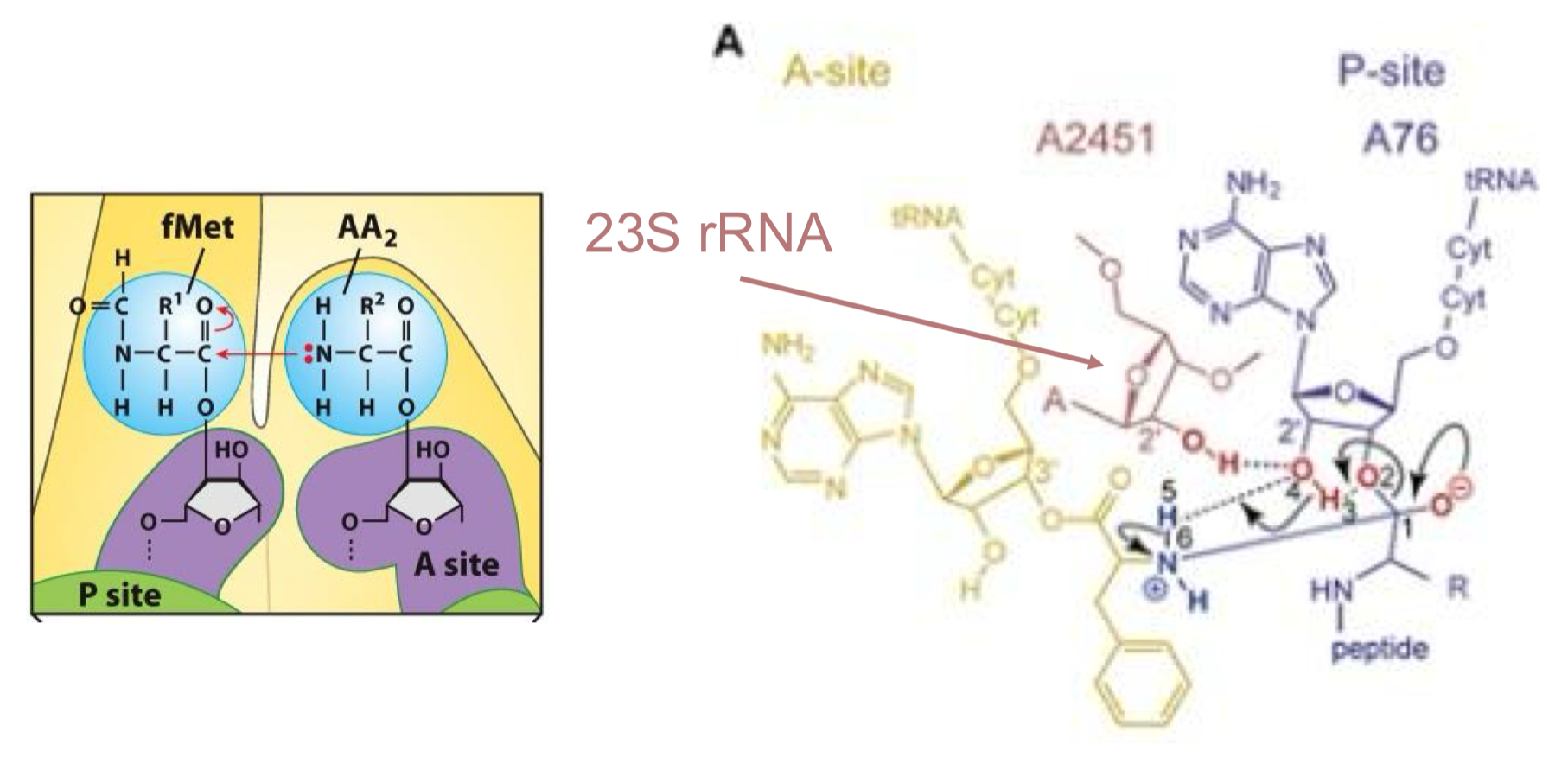 <p>The ribosome is a ribozyme as the 23S rRNA (in the 50S subunit) catalyzes peptide bond formation with the help of a 2’OH, while there is no protein within 18ºC A of the active site </p><ul><li><p>meaning proteins aren’t involved in catalysis</p></li></ul><p></p>