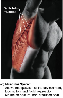 <p><span style="background-color: transparent;"><strong>Muscular System</strong></span></p>