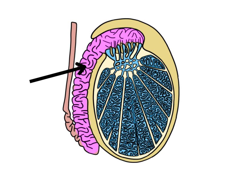 <p><span>Identify the highlighted part of the </span><strong>testis</strong><span> below. </span></p>
