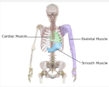 <ul><li><p>Skeletal, Smooth, Cardia</p></li><li><p>Muscles that permit movements are called</p><p>prime movers (agonists) and muscles that</p><p>provide stability are called fixators</p><p></p></li></ul><p></p>