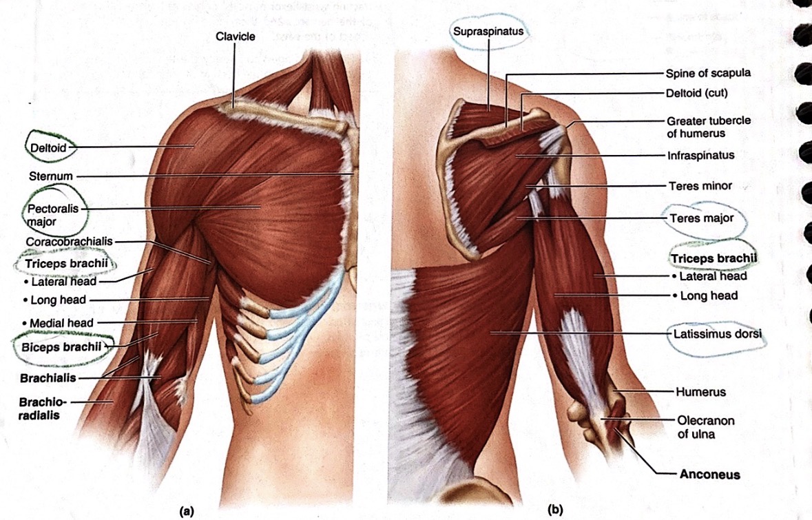 <p>Teres major</p>