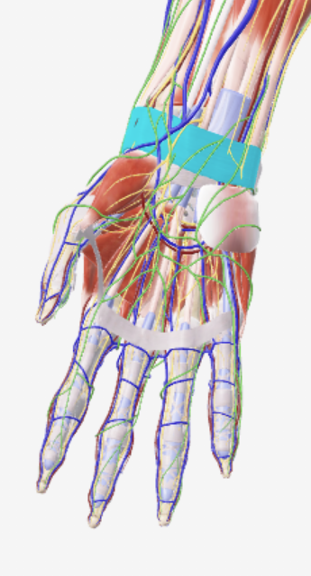<p>Oppervlakkig, anterior zicht</p>