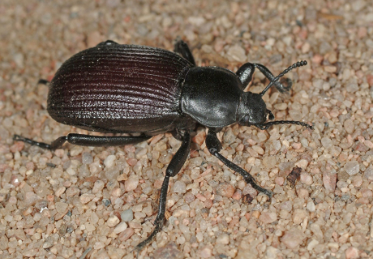 <p>What is the name of this bug?</p>