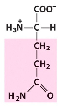 <p><span>Polar amino acid. Uncharged. [Gln, Q]</span></p>