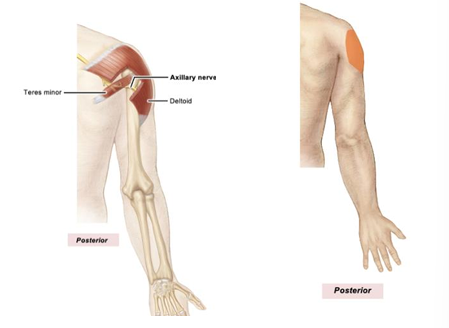 <p>sensory: lateral shoulder, motor: deltoid, teres minor</p>