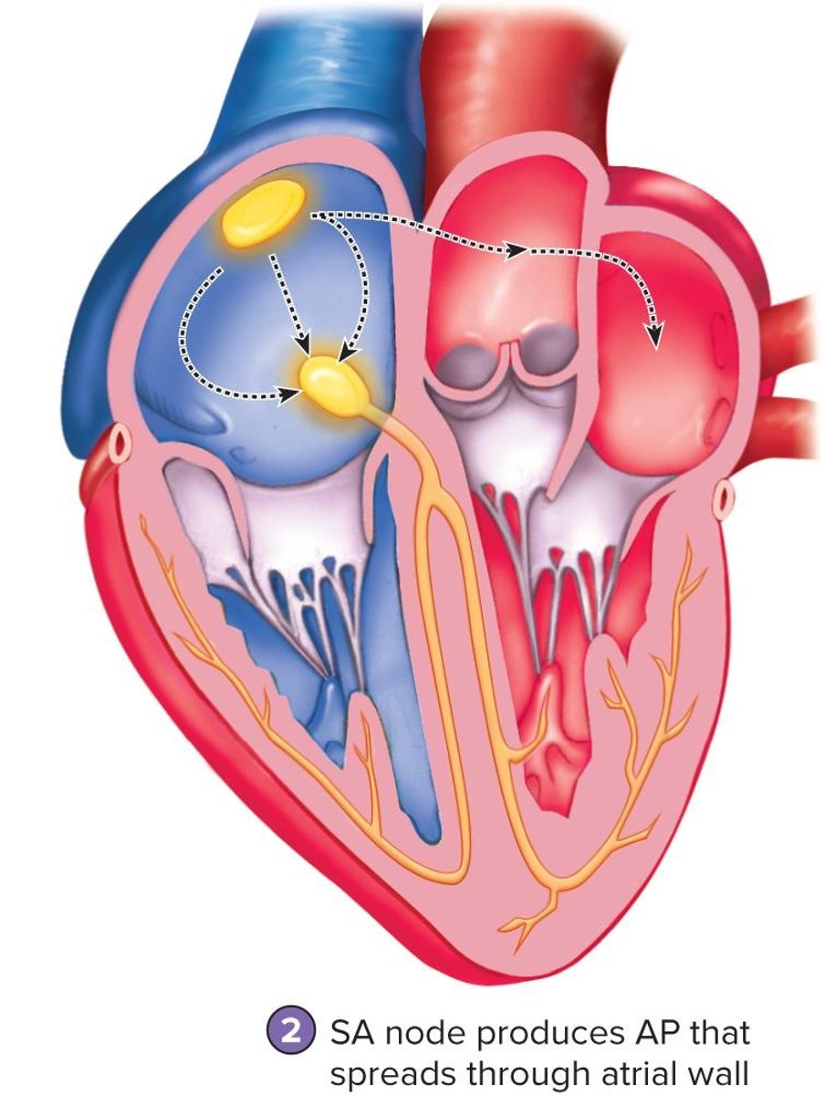 <p>A specialized group of cardiac muscle cells that act as the pacemaker of the heart.</p>