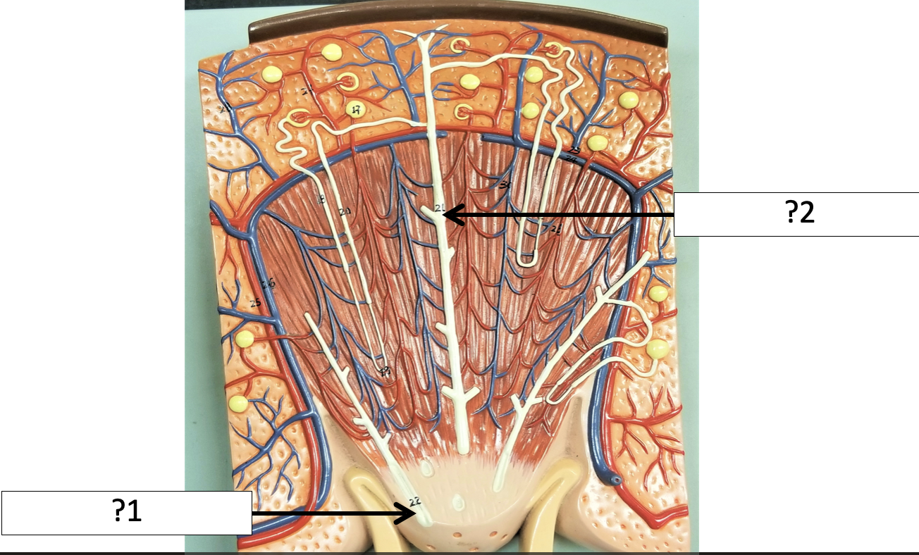 <p>1 Name the duct?</p>