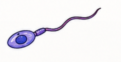 <ul><li><p><strong>Structure:</strong> Long, whip-like tail(s) attached to a cell, usually one or a few.</p></li><li><p><strong>Function:</strong> Propel the cell through liquids, helping it move from one place to another.</p></li></ul><p></p>