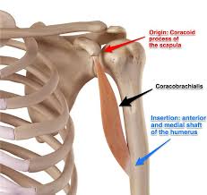 <ul><li><p><strong>origin: </strong>coracoid process </p></li><li><p><strong>insertion: </strong>medial side of humeral shaft </p></li><li><p><strong>main actions: </strong>flexion, ADduction </p></li><li><p><strong>innervation: </strong>musculocutaneous nerve </p></li></ul><p></p>