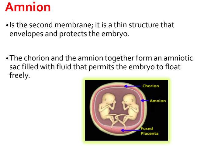<p>amniotic fluid: clear, mild odor. </p><ul><li><p>maintains even temp</p></li><li><p>prevents amniotic sac  from gluing to fetal sin</p></li><li><p>symmetric growth of fetus</p></li><li><p>allows fetal movement</p></li><li><p>cushion to prevent fetus </p></li></ul><p></p>