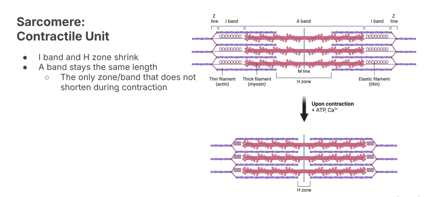 <p><strong>I and H shrink</strong></p><p><strong>A band stays the same</strong></p>