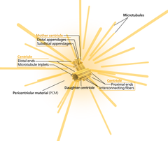 <p>structure inside cell from which microtubules originate from</p>