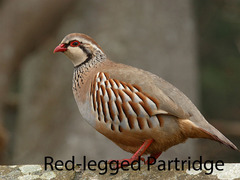 <p>partridge</p>