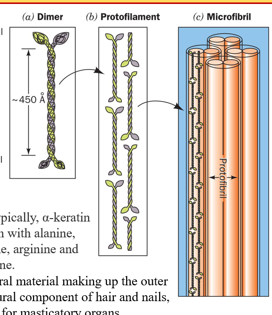 <p>describe alpha- keratin structure</p>