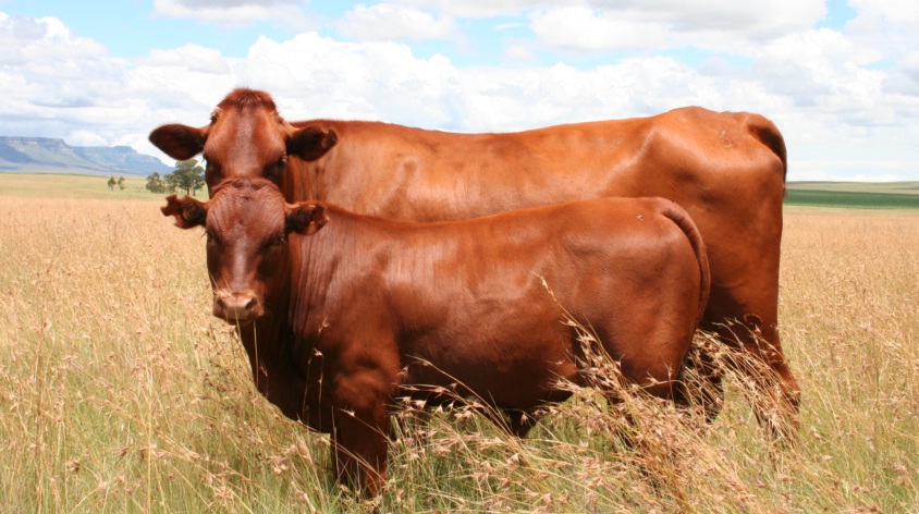 <p>Breed?</p>