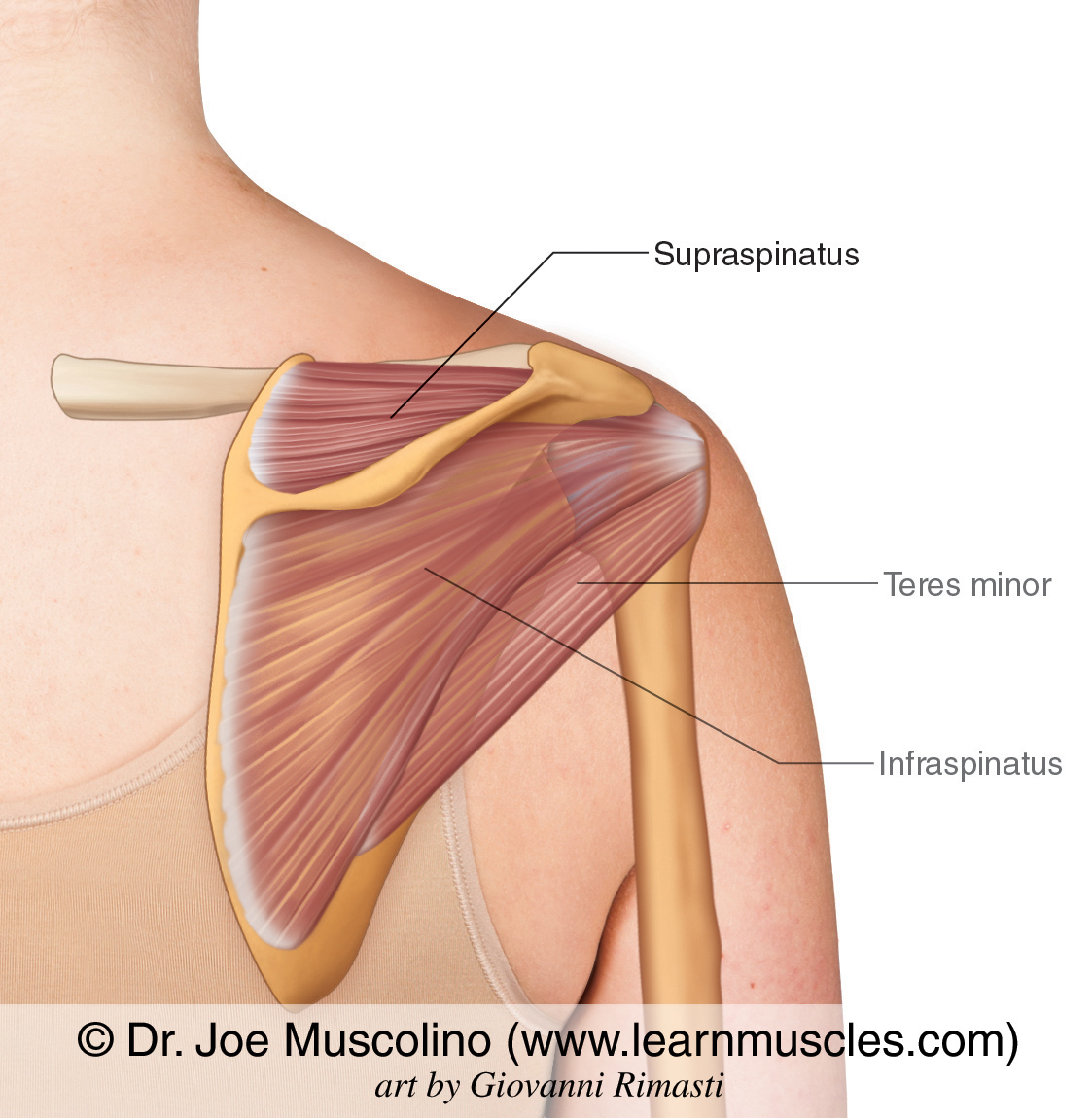 <p>Origin: lateral (axillary) border of scapula</p>