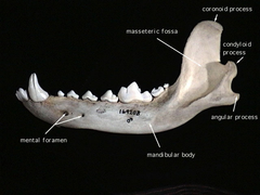 <p>Reminder of where the coronoid VERSUS condylar process is</p>