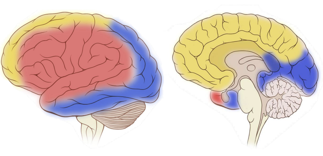 <p>What area of the brain do the anterior cerebral arteries supply blood?</p>
