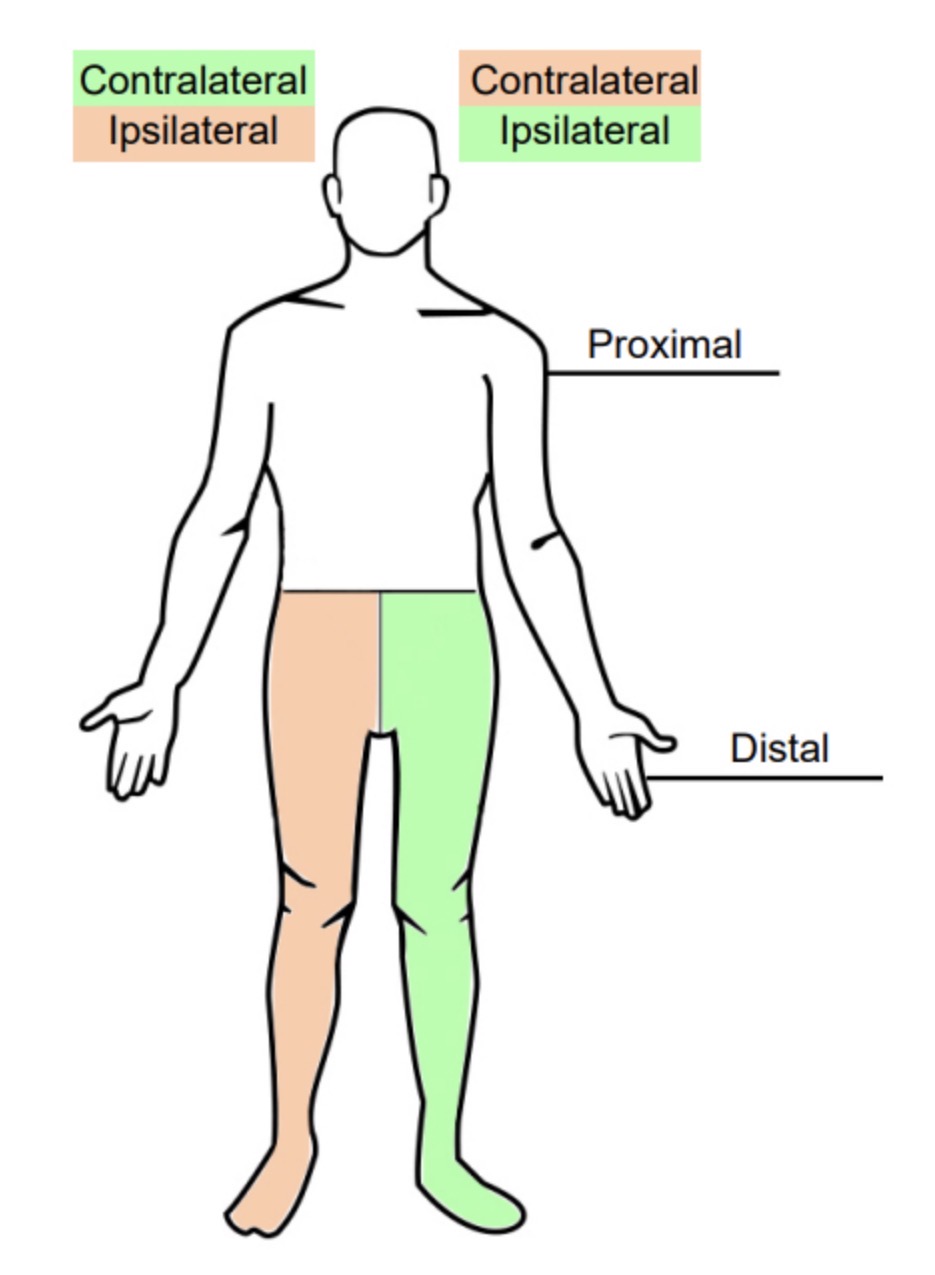<p>Ipsilateral</p>