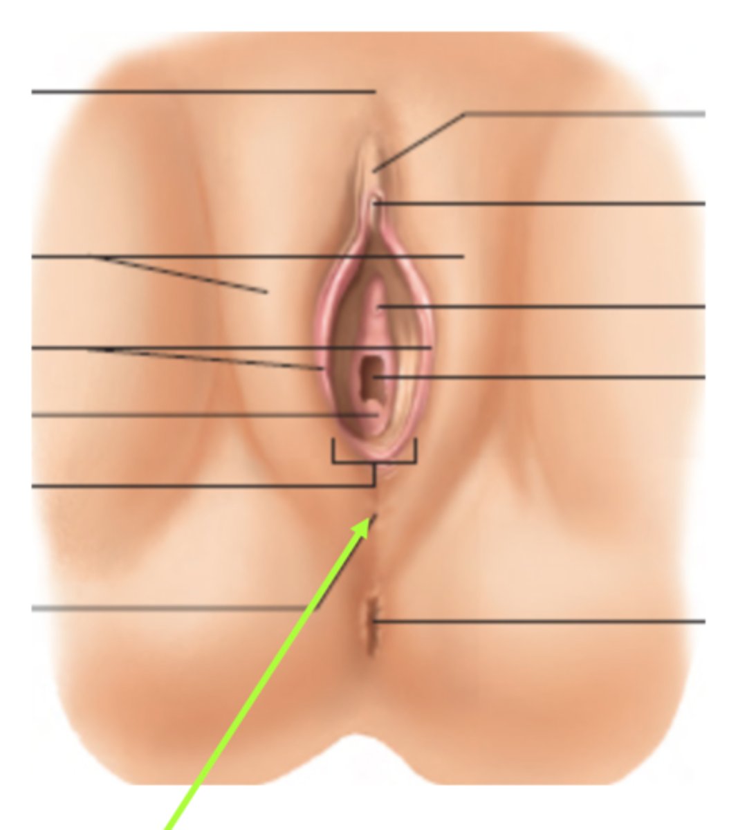 <p>extends from the pubic symphysis to the area around the anus</p>