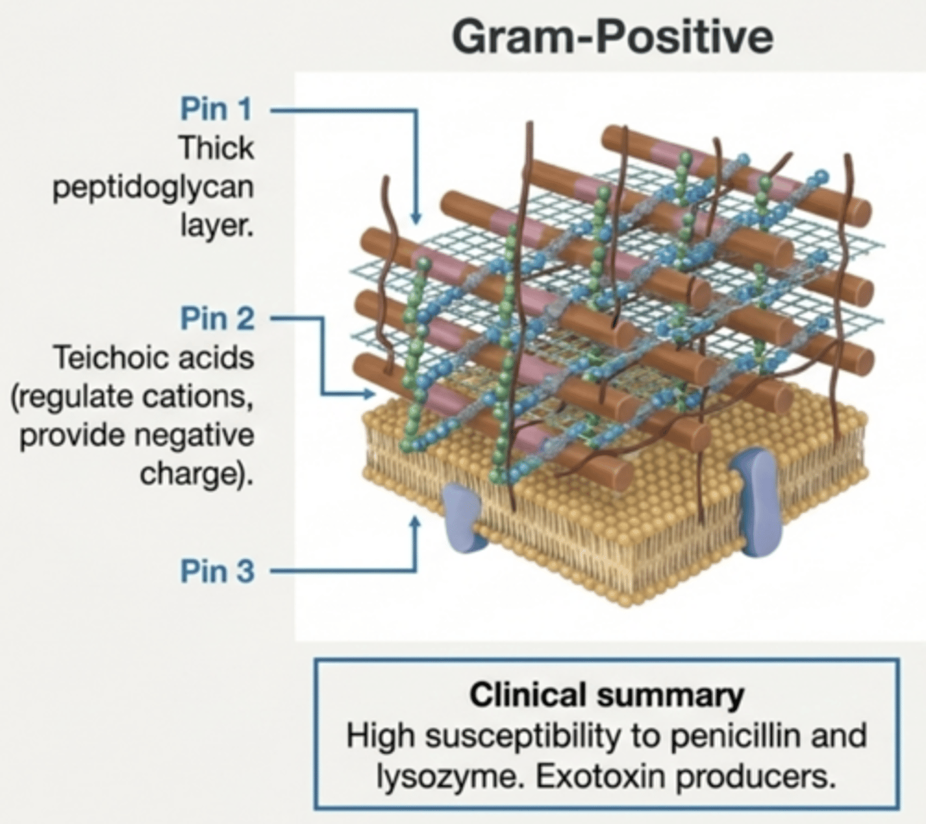 <p>A cell wall with a thick peptidoglycan layer and teichoic acids.</p>