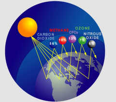 <p>gases that contribute to the greenhouse effect; including water vapor (H2O), carbon dioxide (CO2), tropospheric ozone (O3), nitrous oxide (NO2), methane (CH4)</p>