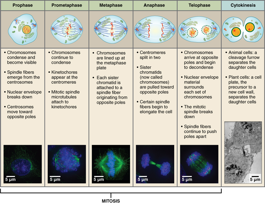 <p>Mitosis</p>