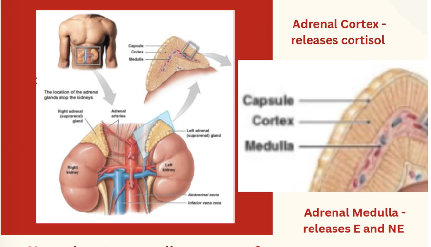 <p><strong><em><u>ADRENAL GLAND</u></em></strong>- NOT a part of the brain, sits on top of the _____</p><p>Two parts:</p><ol><li><p><mark data-color="green" style="background-color: green; color: inherit;">Adrenal ___</mark> - outer part of the adrenal gland</p></li></ol><ul><li><p>releases ______:</p><ul><li><p>3 classes: </p><ul><li><p>1. glucocorticoids: eg <mark data-color="yellow" style="background-color: yellow; color: inherit;">____</mark></p></li><li><p>2. mineralocorticoids: eg aldosterone</p></li><li><p>3. sex steroids: e.g. androstenedione</p></li></ul></li></ul></li></ul><ol start="2"><li><p><mark data-color="green" style="background-color: green; color: inherit;">Adrenal ___ </mark>- inner part</p></li></ol><ul><li><p>releases ____ and ____ in response to ___ NS activation</p></li></ul><p></p>