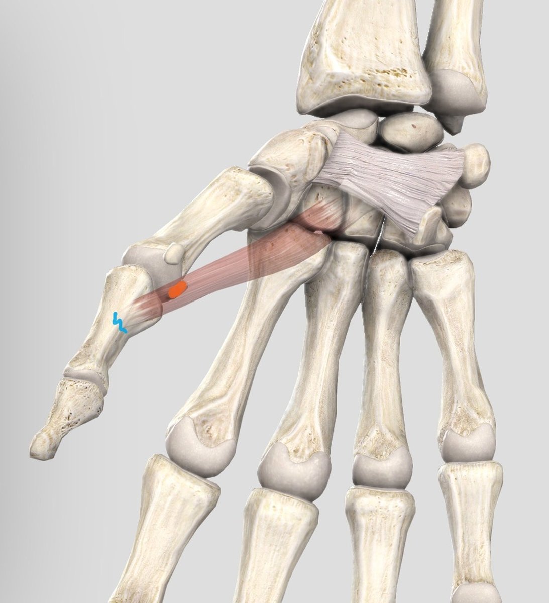 <p>Radial side - base of proximal phalanx of thumb</p>
