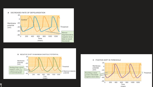 <ol><li><p>decrease steepness of pacemaker potential</p></li><li><p>more negative diastolic pressure</p></li><li><p>more positive threshold</p></li></ol><p></p>