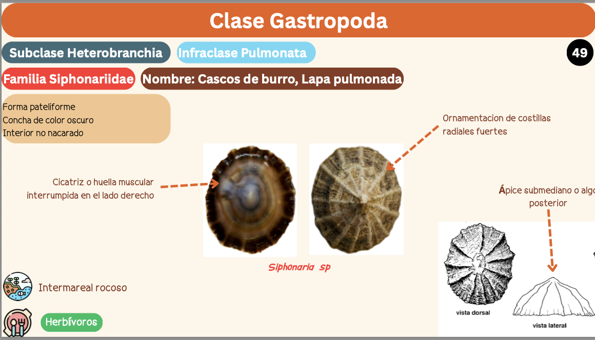 <p><strong>FILO </strong>Mollusca<strong><br>CLASE </strong>Gastropoda<br><strong>SUBCLASE </strong>Heterobranchia<br><strong>INFRACLASE </strong>Pulmonata<br><strong>FAMILIA </strong>Siphonariidae<br><strong>GÉNERO </strong><em><u>Siphonaria sp</u></em><strong><br>CARACTERÍSTICAS </strong><br><strong>RÁDULA </strong>Raquiglosa<strong><br>ALIMENTACIÓN </strong>Herbívoros<strong><br>HÁBITAT </strong>Intermareal rocoso</p>