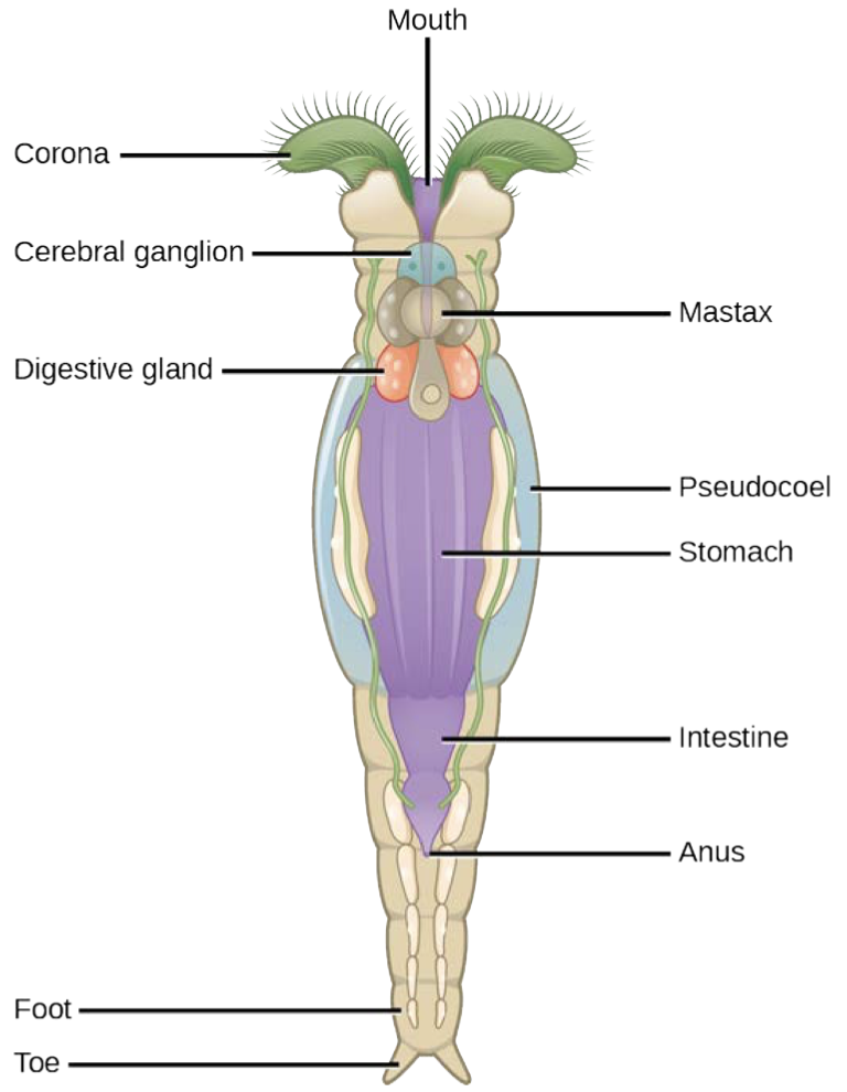 <p>(OpenStax Biology 2e Figure 28.18)</p><p>This illustration (of an organism much smaller than it looks) shows the basic anatomy of a(n)</p>