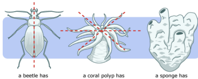 <p>Which has no symmetry?</p>