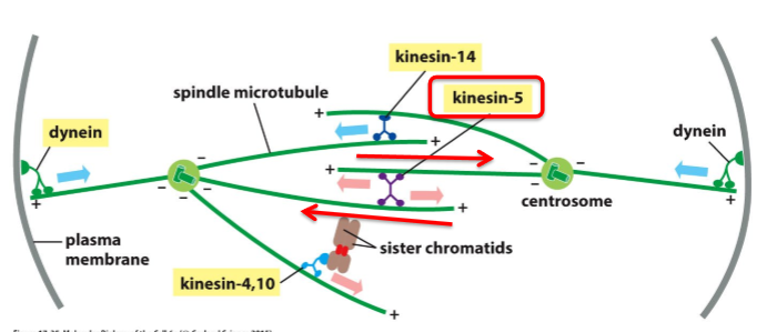 <ul><li><p>Motor protein with 2 motor domains that move toward + end</p></li><li><p>Pushes poles of the cell apart</p></li></ul><p></p>