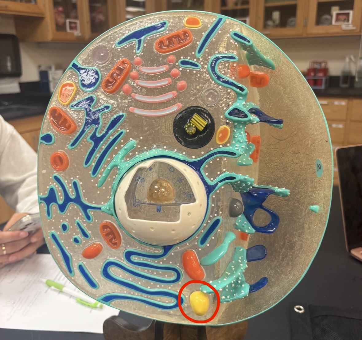 <p>Label the part of the cell</p>