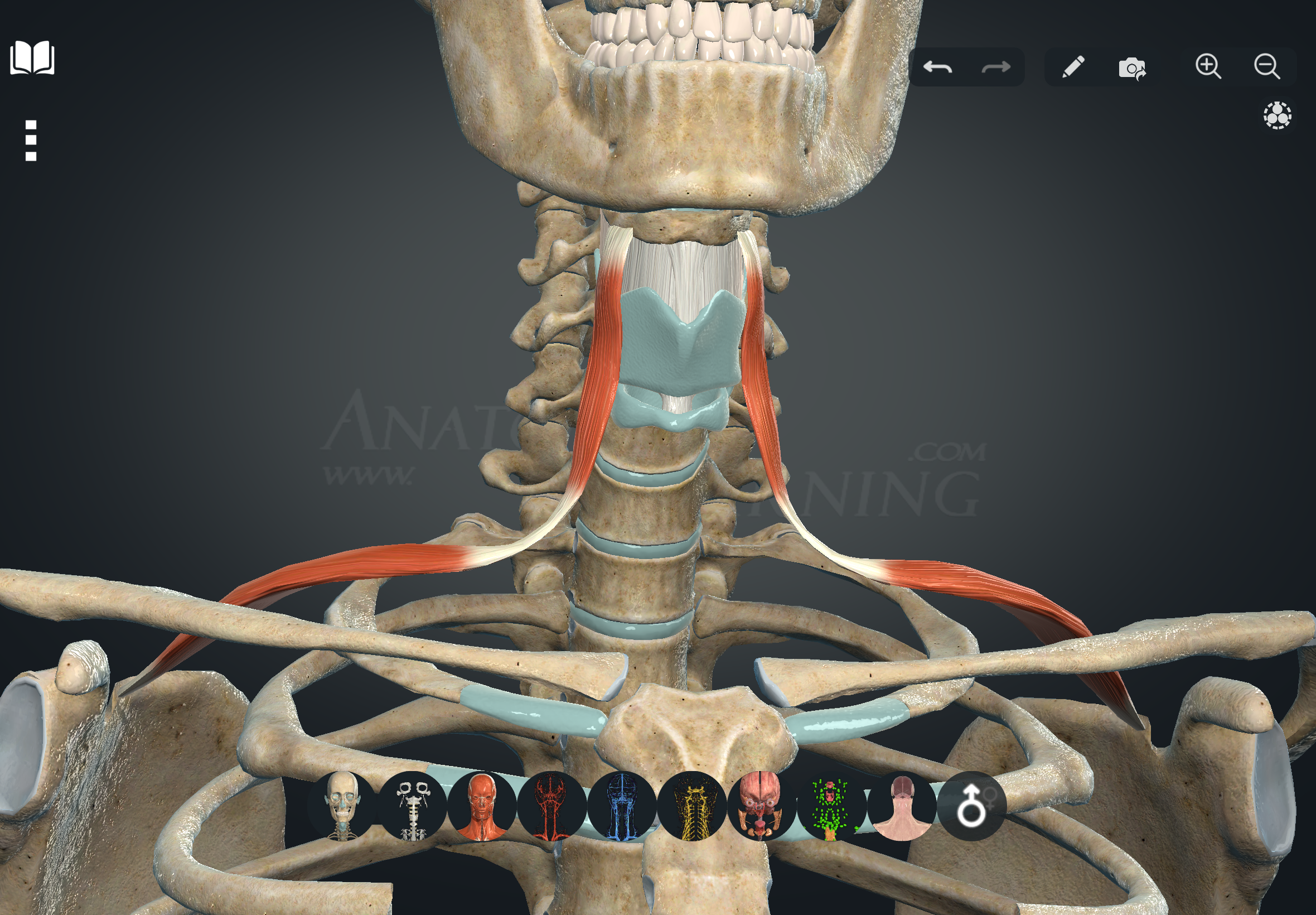 term image