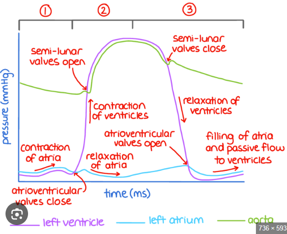 <p>1) Atria contracts to move blood into ventricle, increase in pressure slightly</p><p>2) Increase in ventricle pressure bc its contracting, ONLY AFTER AV valves close</p><p>3) When pressure in ventricle=pressure in aorta, semilunar valves open</p><p>4) And SL valve closes again when aorta=ventricle</p><p>5) Antriventricular valves open when ventricle=atria, second time</p>