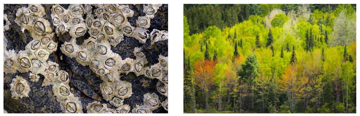 <p>Barnacles compete for space and food on rocky shores</p><p>Trees compete for light in mixed woodlands</p><p></p>