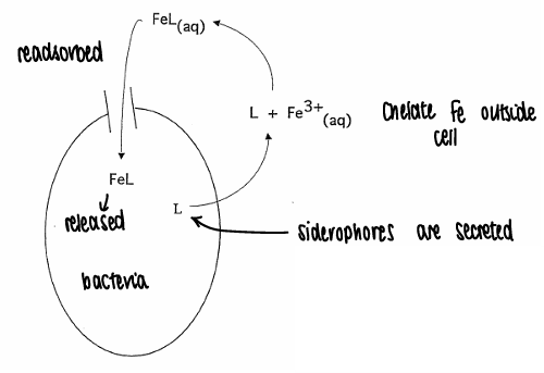<p>Using siderophores.</p><ul><li><p>The Fe chelates to siderophores outside of the cell (must be good at chelating, thermodynamics determines the most stable Fe complex).</p></li><li><p>The Fe complex is readsorbed, the Fe is then released and siderophores are secreted back out of the cell.</p></li></ul><p></p>