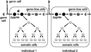 <p><span>Two individuals are represented in Figure 9-6; individual 1 is one of the parents of individual 2. The asterisk indicates the occurrence of a single mutation.</span></p><p><span>What is the chance that individual 2 will inherit the mutation in individual 1?</span></p>
