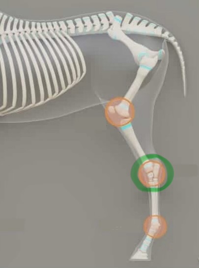 <p>tarsal joint (ankle)</p>