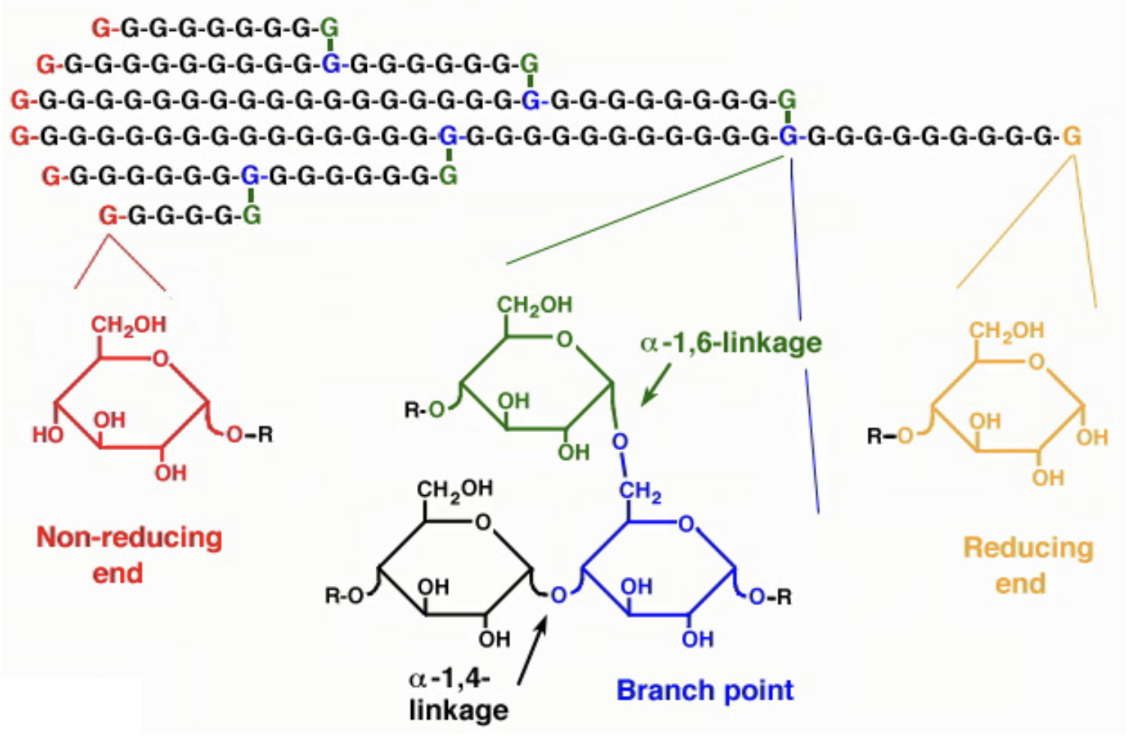 <p>At which ends does glycogen synthesis and breakdown mainly occur?</p>