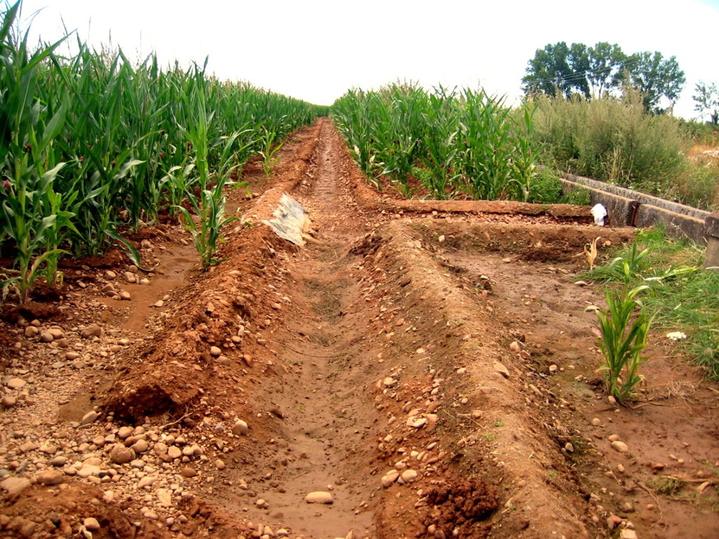 <p>/ˌɪrɪˈɡeɪʃn/ (noun).</p><p>sự tưới tiêu</p><p>Ex: Poor irrigation due to drought in Egypt worsened the famine after the Laki eruption.</p>