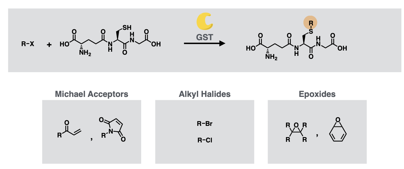 <ul><li><p>Michael acceptors</p></li><li><p>Alkyl Halides</p></li><li><p>Epoxides</p></li></ul><p></p>