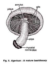 <p><span style="background-color: transparent;">basidiocarp</span></p><p><span>the multicellular fruiting body of a basidiomycete fungus that supports the spore-producing hymenium</span></p>